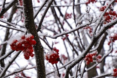 Red berries on tree during winter