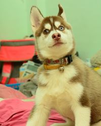 Portrait of dog looking at camera