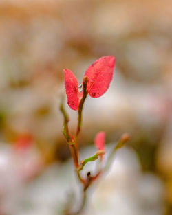 Close-up of red flowering plant