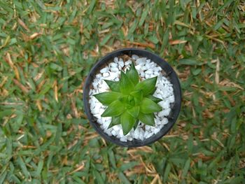 High angle view of plant growing on field