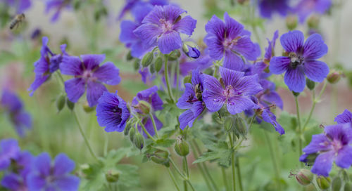 Close-up of purple flowers blooming outdoors