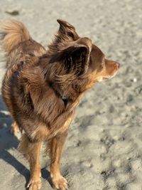 Close-up of a dog looking away