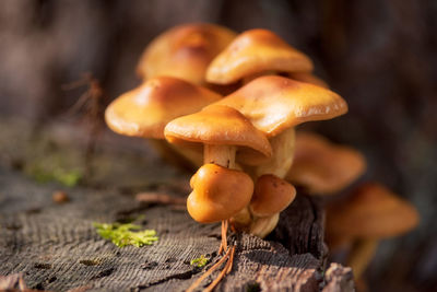 Close-up of mushrooms growing on field