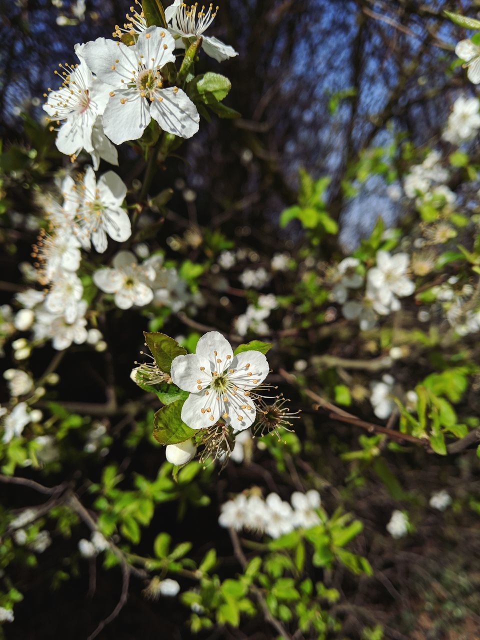 CLOSE-UP OF WHITE CHERRY BLOSSOM ON TREE