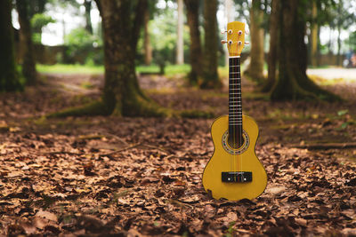 Yellow guitar on land in forest