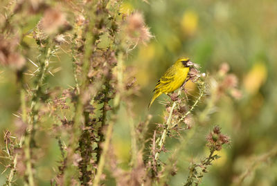 Close-up of bird perching on flower