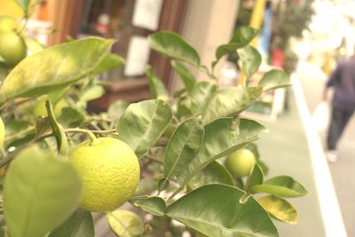 Close-up of fresh fruit