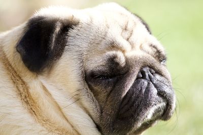 Close-up portrait of a dog