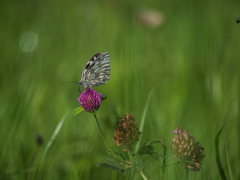 Close-up of butterfly pollinating on purple flower