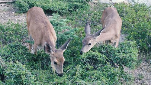 Deer eating grass on field