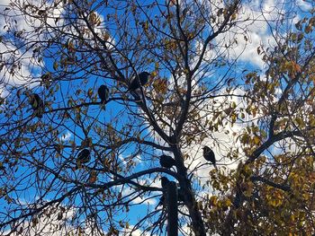 Low angle view of bare tree against blue sky