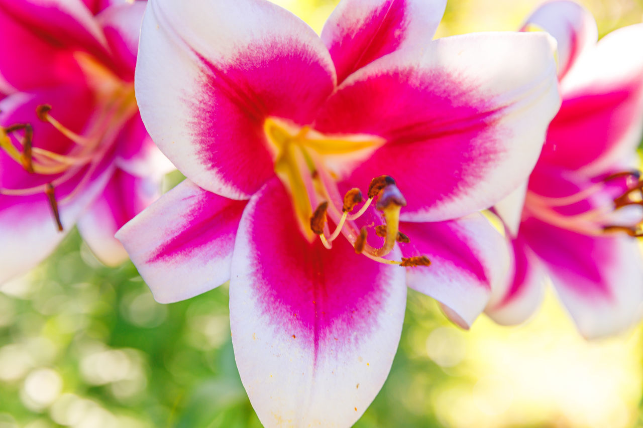 flower, flowering plant, plant, beauty in nature, freshness, close-up, petal, fragility, pink, nature, macro photography, flower head, blossom, inflorescence, growth, focus on foreground, orchid, no people, springtime, outdoors, vibrant color, pollen, multi colored, purple, selective focus, magenta, yellow, stamen, macro, day, summer