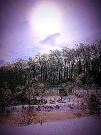 Trees growing on field against sky