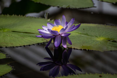 Close-up of purple water lily in pond