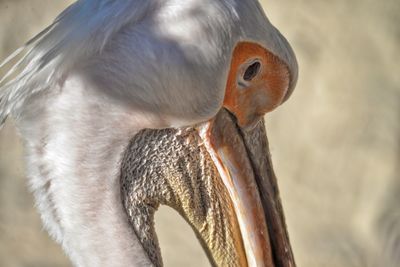 Close-up of pelican