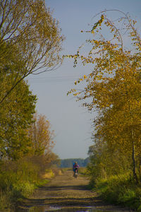 People riding bicycles amidst trees on dirt road during autumn