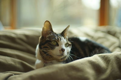 pet