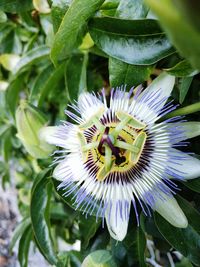 Close-up of passion flower blooming outdoors