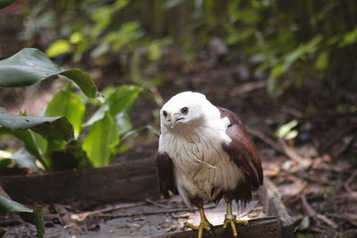 Bald eagle perching on wood at zoo