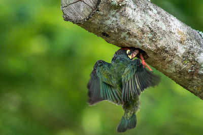 Close-up of bird perching on branch