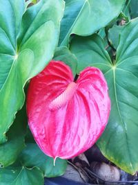 Close-up of pink flower
