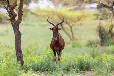 Deer standing on field