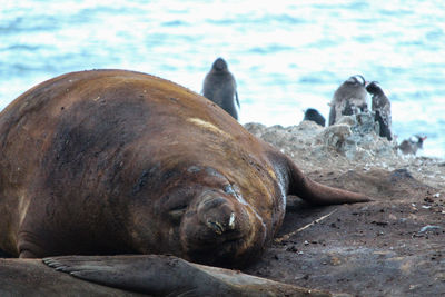 Sea lion relaxing on beach