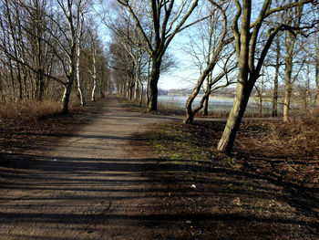 Footpath amidst bare trees in forest