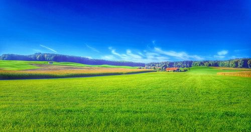 Scenic view of field against blue sky