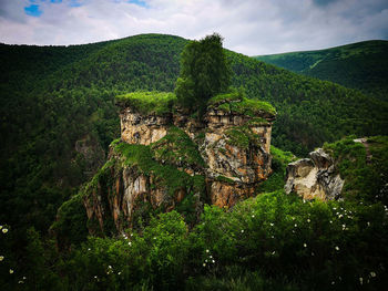 Plants and tree on mountain against sky