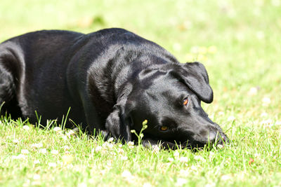 Close-up of dog on grass