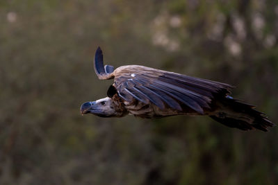 Close-up of a bird flying