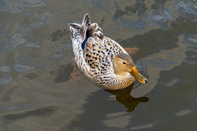 High angle view of duck swimming in lake