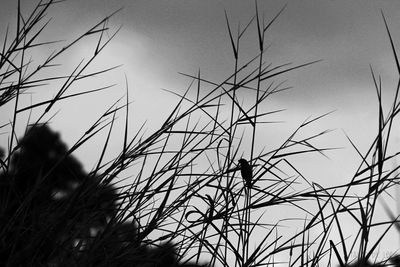 Low angle view of plants against sky