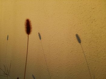 Close-up of plants growing in front of wall