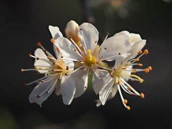 Close-up of white cherry blossom