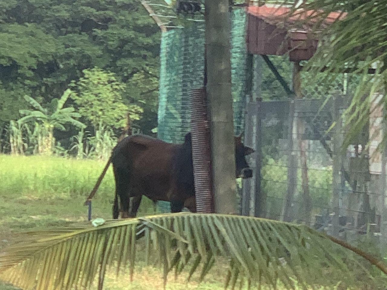 plant, tree, animal, elephant, animal themes, nature, jungle, mammal, day, growth, green, no people, one animal, land, animal wildlife, outdoors, domestic animals, zoo, field, built structure, grass, wildlife, forest, architecture, agriculture