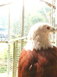 Close-up of a bird in cage