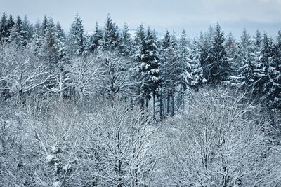 Forest snow countryside