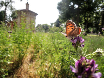 Close-up of butterfly pollinating on purple flower