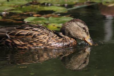 Duck swimming in lake