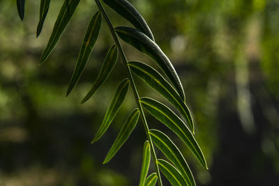 Close-up of fresh green plant