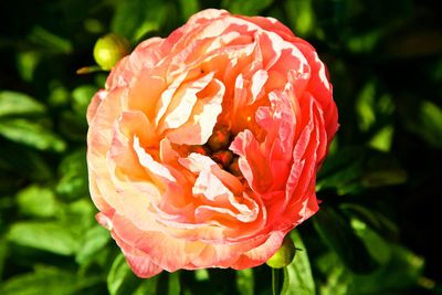 Close-up of rose blooming outdoors