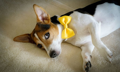 High angle portrait of dog wearing bow tie while relaxing at home