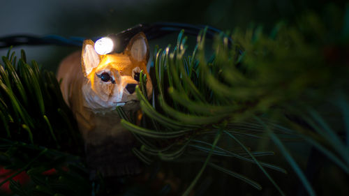 Close-up of fish swimming in water
