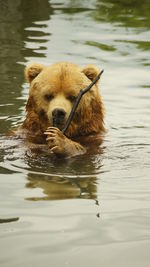 Wet bear on water