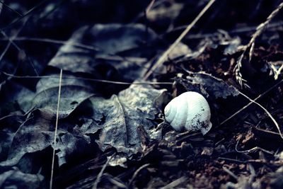 Close-up high angle view of leaves