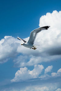 Low angle view of seagull flying in sky