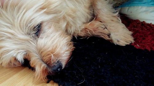 Dog sleeping on bed