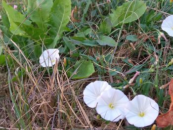 High angle view of white flowering plant on field